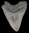 Bargain, Megalodon Tooth - South Carolina #51084-1